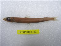 藏品(鹿兒島水珍魚)的圖片